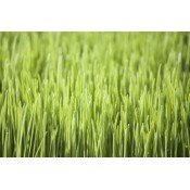 Organic Barley Grass (2)